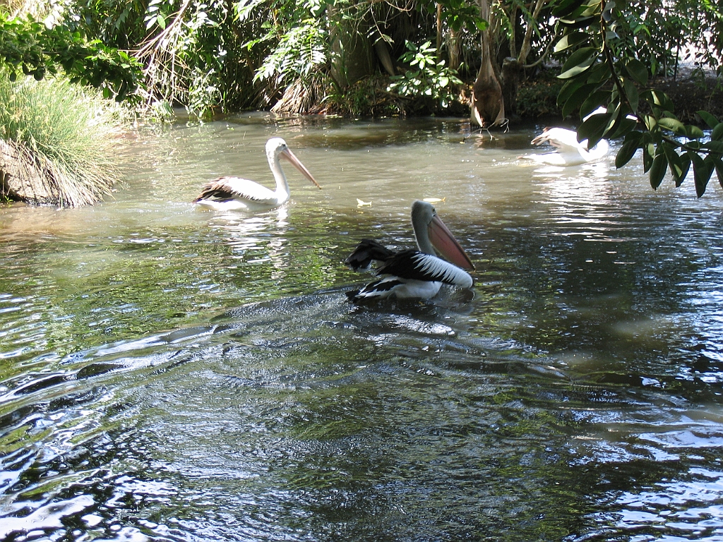CairnsTC213 Cairns Tropical Zoo.jpg